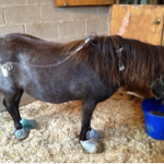 Rescued Pony Lucy
